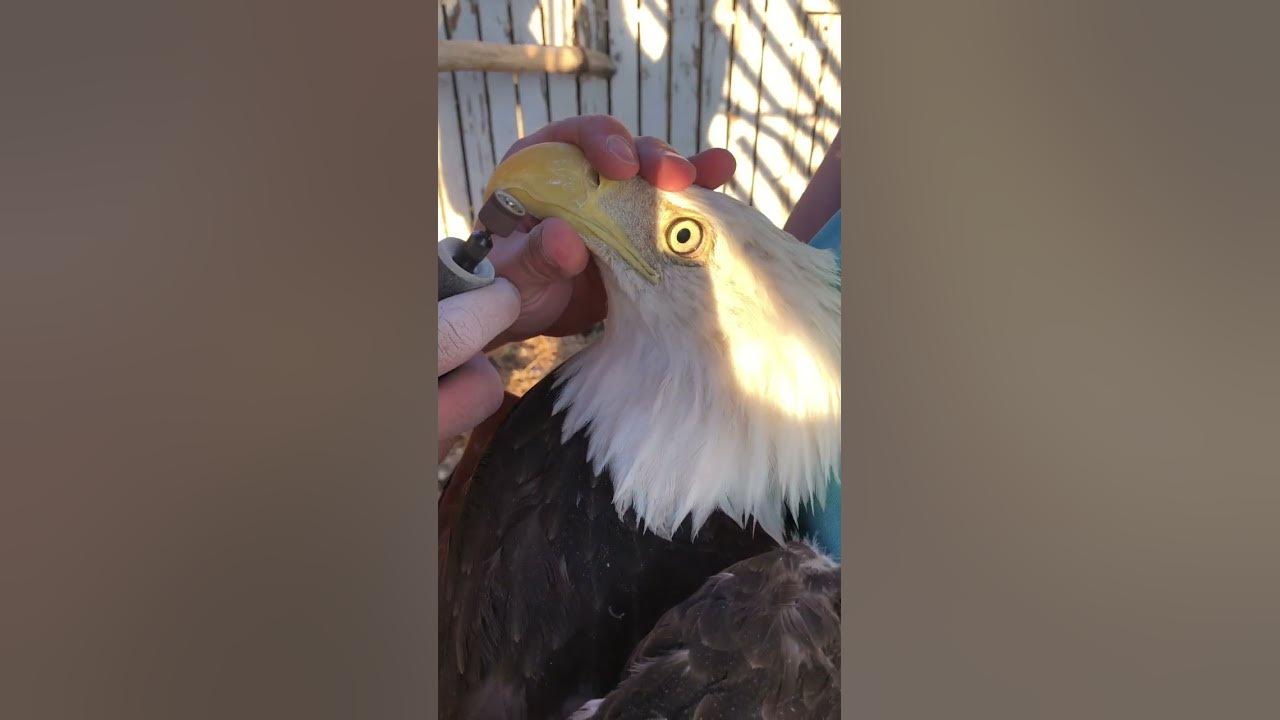 trimming-a-bald-eagles-beak-youtube