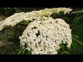 Beginning of video