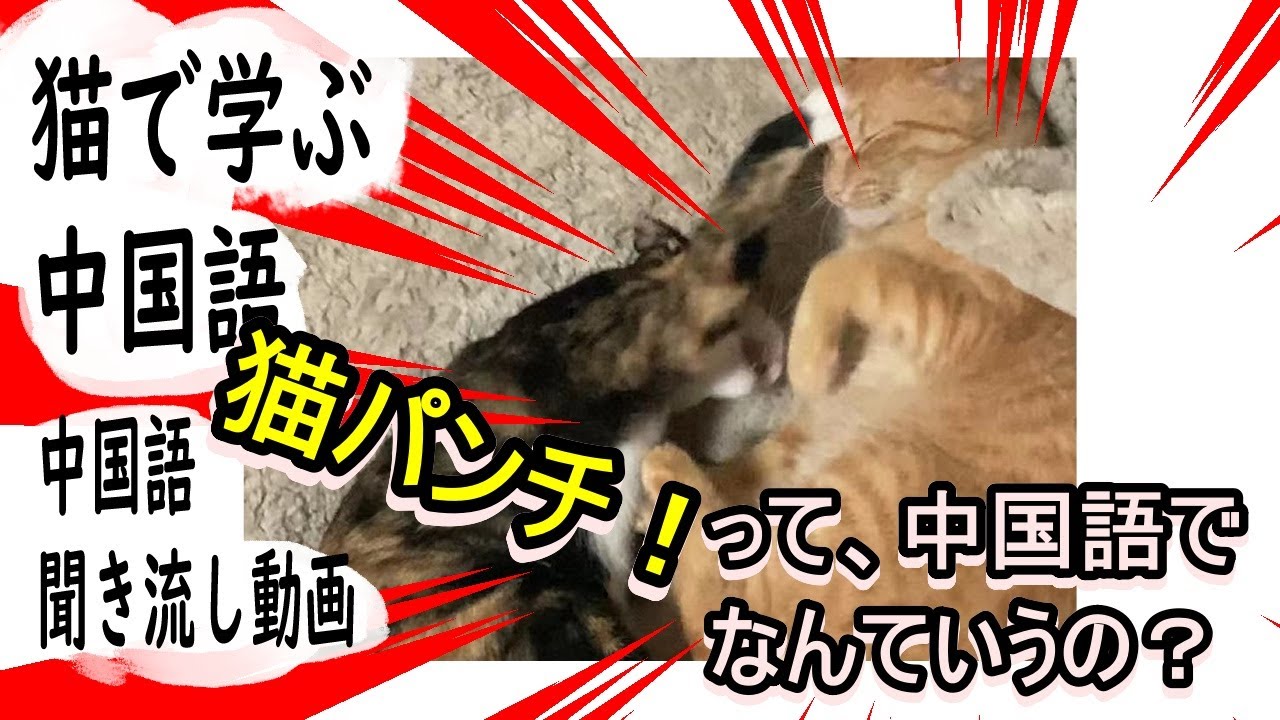 ネコで学ぶ中国語 猫パンチってどういうの 聞き流し中国語動画 Youtube