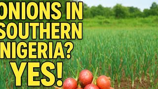 Onions Can Now Be Cultivated in Southern Nigeria! screenshot 5