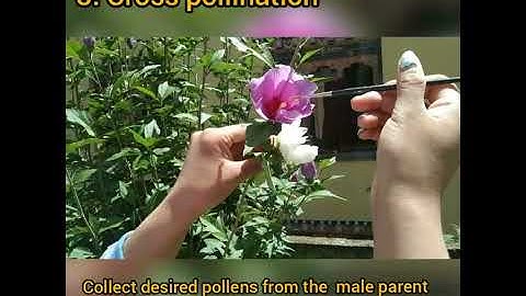 Demo on Emasculation, Bagging and Tagging.