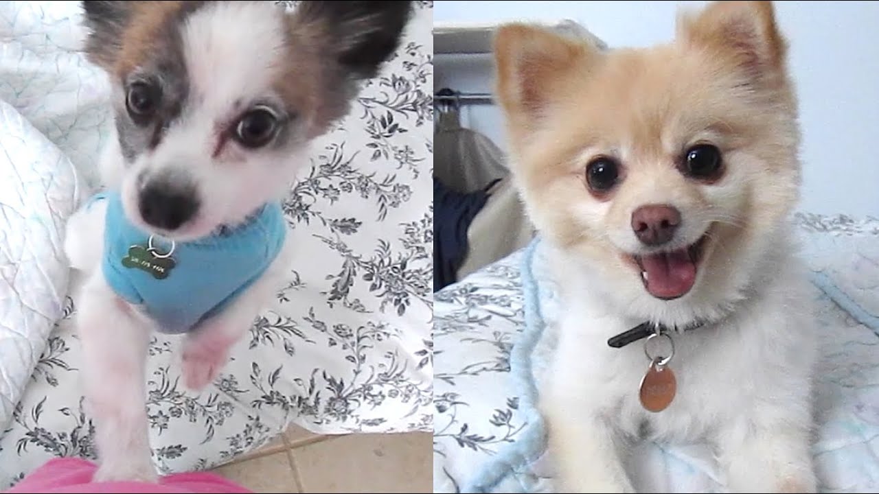 Life with Jack & Dolly