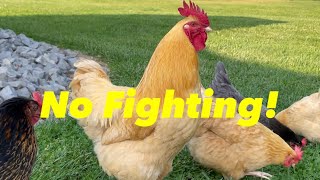 These 3 Things Keep Your Roosters From Fighting!