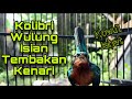 Kolibri Wulung Nembak KENARI, TOP Masteran Murai Batu Tembakan Istimewa | Manuk Gacor Channel