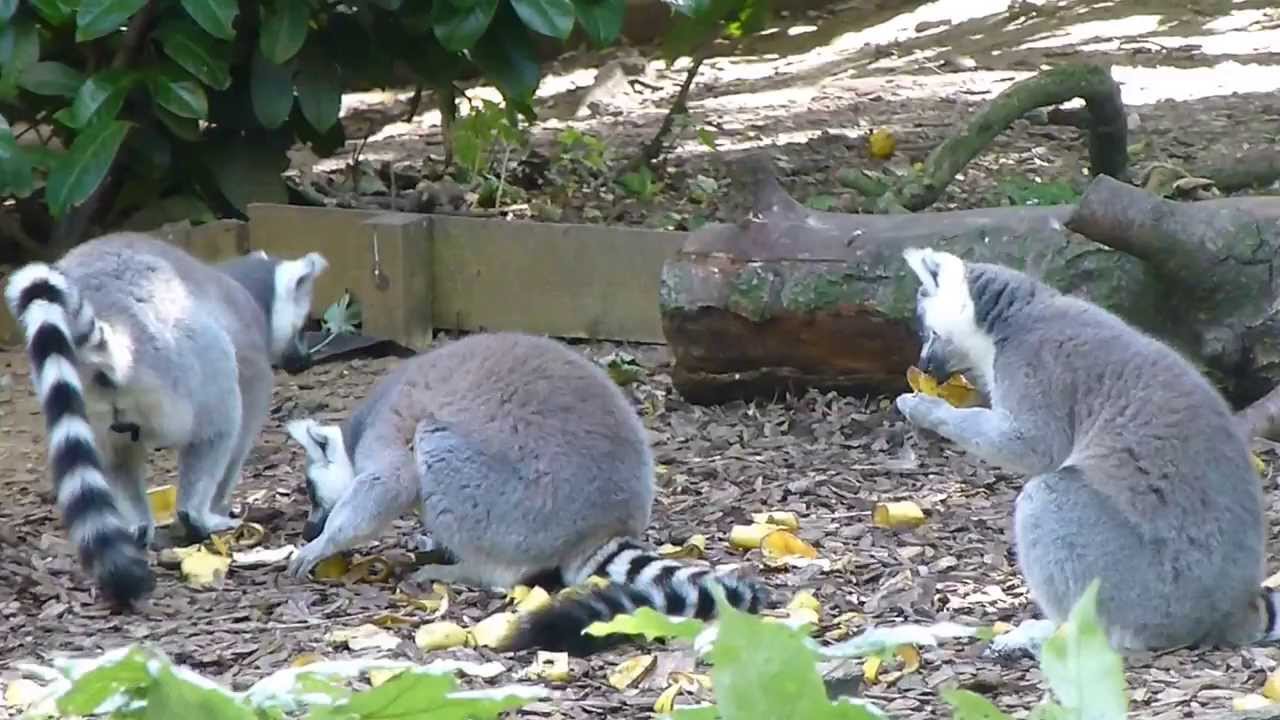 Chester Zoo Ringtailed Lemurs 2013 - YouTube