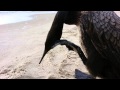 A cormorant scratches by its webbed feet