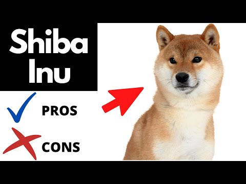 Shiba Inu Pros And Cons | The Good AND The Bad!!