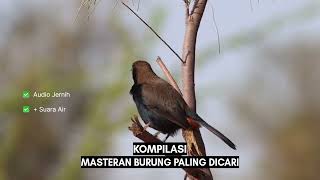Masteran burung kombinasi tembakan sadis #masteranburung #kicaumania