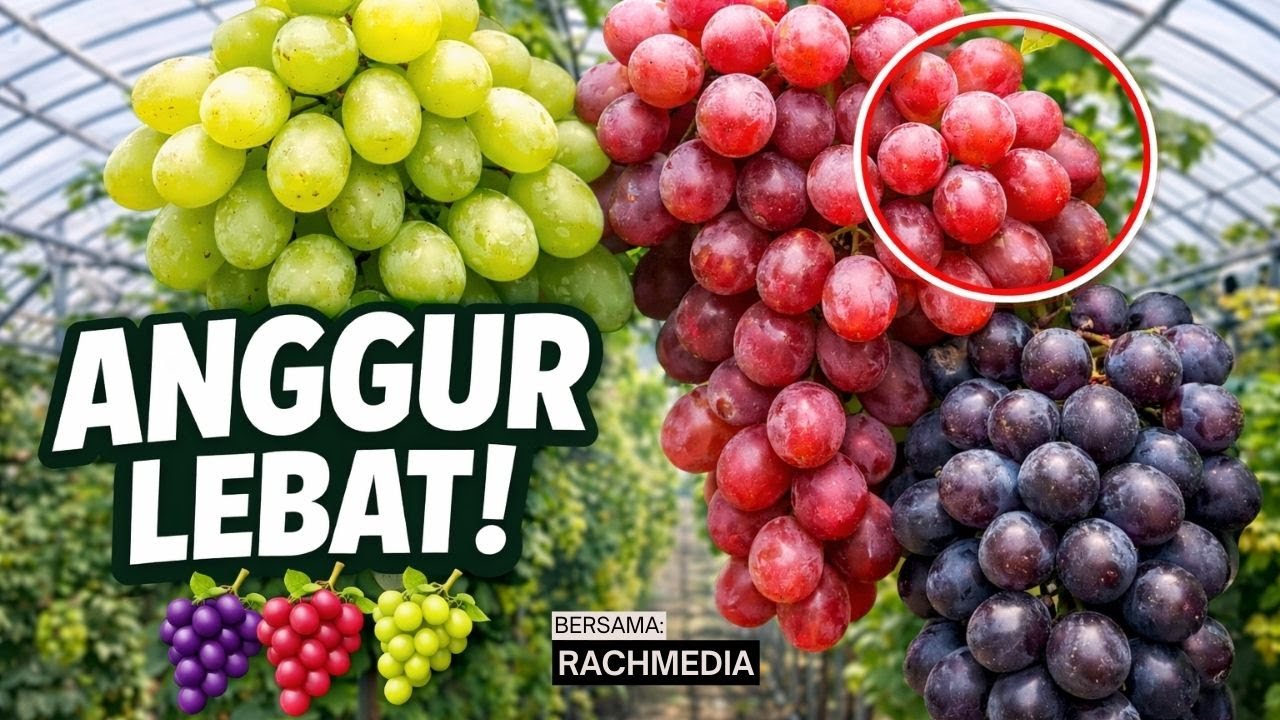 Kebun Anggur Lebat Buah! Banyak Varietas Anggur Berbuah Serentak