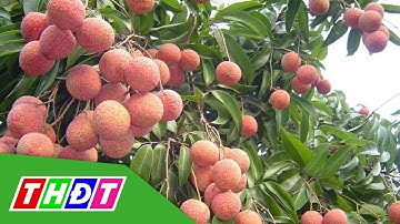 Bác tin vải thiều Lục Ngạn giá 5.000đ/kg | THDT
