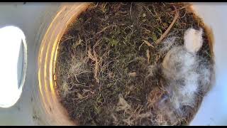Ostdrossel nestbox live - Apri; 26 2026 - Chickadee nest