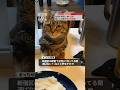 猫がナンパして逮捕！？ #猫