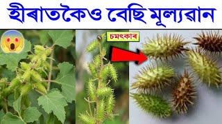 দামী দামী ঔষধো বিফল হৈছে | এই গছ যদি পায় ভুলটো নেৰিব | সোণ–হীৰাতকৈও মূল্যৱান | চমৎকাৰ জানিলে অবাক হব