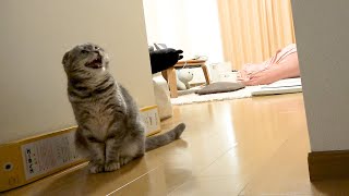 【お留守番】切ない鳴き声で、外出ができなくなっちゃう動画… you can't go out home if you watch the cat crying loudly 猫