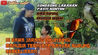DI RAWA tepi sawah ternyata banyak burung mantenan! si gondrong latihan mikat burung pakai mp3 musik