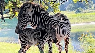 Grevys Zebra Foal Gender Reveal