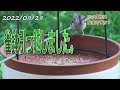 雀鉢を移動して野鳥の餌台として再スタート！簡単に出来るバードフィーダー（野鳥の餌台）でバードウォッチング！