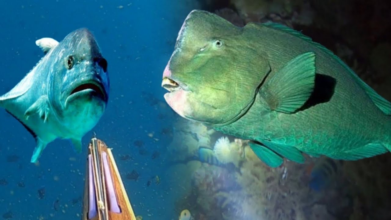 BERBURU IKAN BESAR SIANG DAN MALAM DI TENGAH LAUT