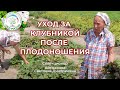 Уход за клубникой после сбора урожая. Клубника, земляника после плодоношения.