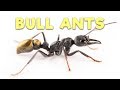 Ant Room Tour | Bull Ants