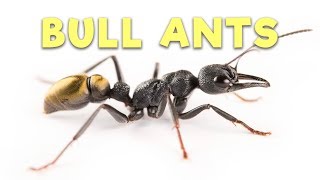 Ant Room Tour | Bull Ants