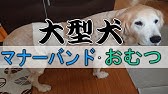 吸水力抜群 愛犬のオムツを人用オムツで代用したら完璧だった Youtube