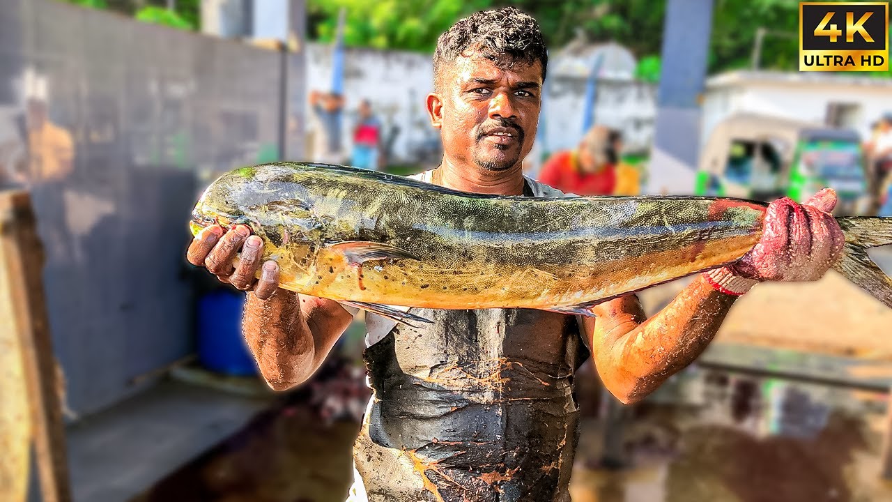 Nice!! Mahi Mahi Dolphin Fish Cutting Skills Fish Cutter in Sri Lanka