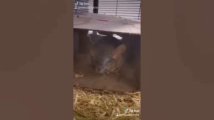 Benjamin(benny) the chinchilla