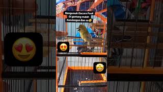 cipohmania cipohgacor birds birdsounds sirtugacor sirtujantan sirtunyiul caklilin