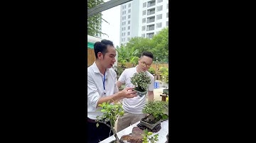 0386700914các loại hoa và cây cảnh của các nhà vườn mời mọi người chiêm ngưỡng