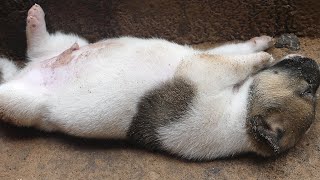 Puppy Sleeps Well, Puppy Sleeps Like A Piglet