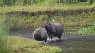 Rhino in Nepal| Chitwan National Park|  rhino in chitwan national park| चितवन राष्ट्रिय निकुञ्ज