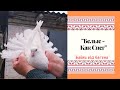 Белые Голуби - украшение любого двора у любителя голубей. Николаевские Голуби.