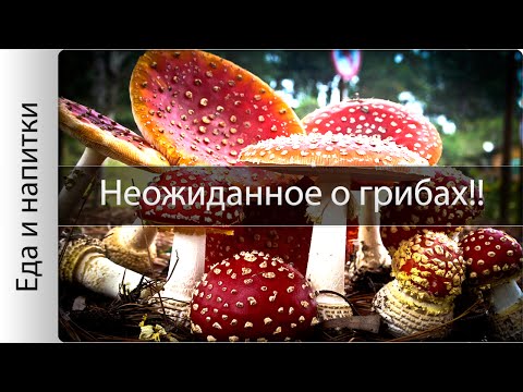 Интересные факты о грибах!!