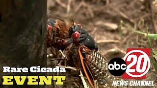 This Illinois State Entomologist Gives New Details on the Rare Cicada Event