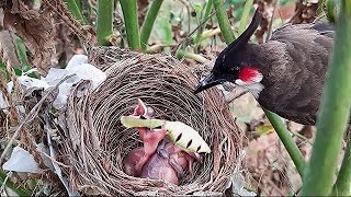 MASSIVE MAGGOT Stuck in Baby&#39;s THROAT BIRDS IN NEST | FULLVIDEO  EP 3 DAY 1