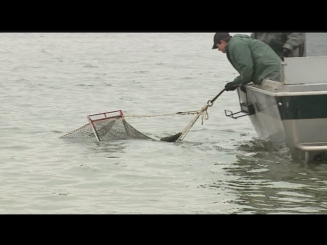 First News at 6aWalleye nets at Mosquito Lake help populate species across  the state 