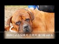 虐待により保護された土佐犬の雄３歳 vol 6