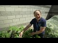 City Beat: The Garden At City Hall Growing Produce In The Heat