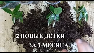 СУПЕР МЕТОД, лист ЗАМИОКУЛЬКАСА быстро дает несколько новых деток: УДОБРЕНИЯ И ТЕХНИКА