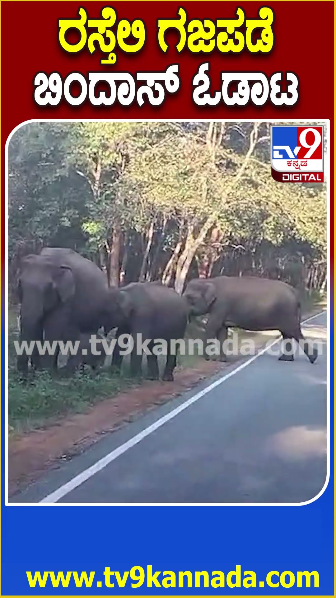 ರಸ್ತೆಲಿ ಗಜಪಡೆ ಬಿಂದಾಸ್ ಓಡಾಟ #Elephant #Tv9D
