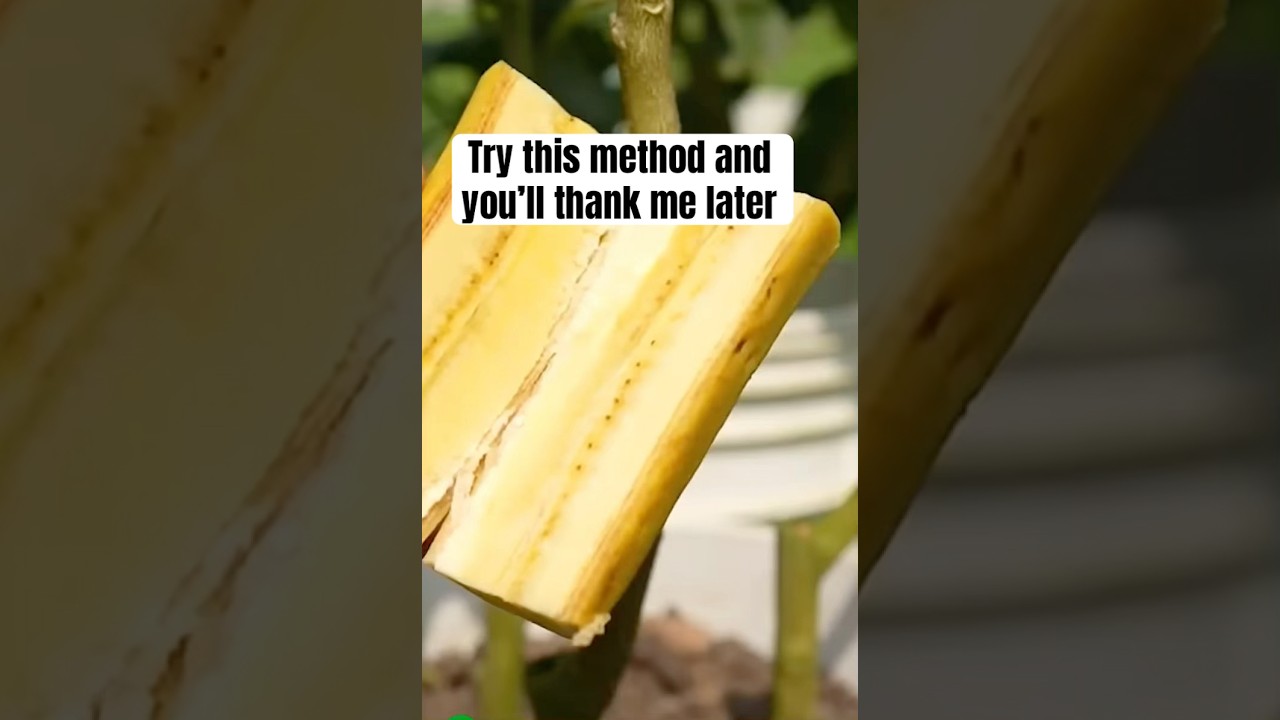 Method to use in propagating lemon tree using a banana 