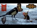 RAT & BIRD SHOWDOWN - Skaven vs Chaos | Total War: Warhammer 2