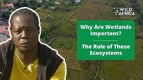 Why Are Wetlands Important?