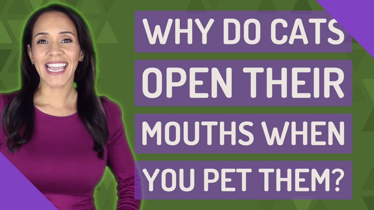 Why do cats open their mouths when you pet them? YouTube