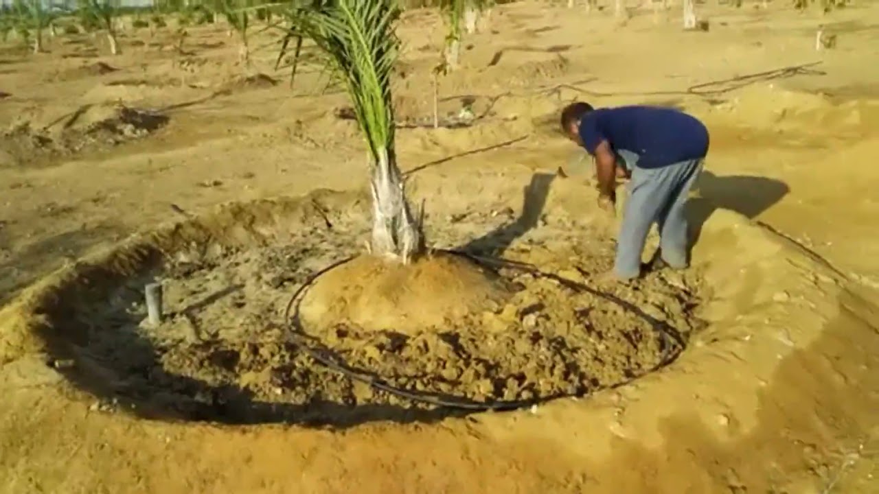 أسئلة هامه عن النخيل واجابات عنها  اكتوبر 2021