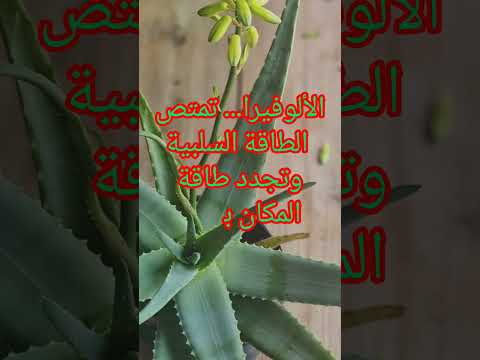 جذب المال بطريقة مثالية البامبو و غيره من النباتات قد تساعدك طاقتها على تنمية ثروتك