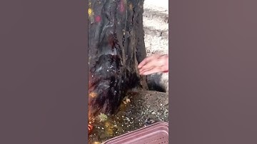 26 मई सोमवती अमावस्या के दिन पीपल वृक्ष की#ytshot #upay # हर हर महादेव# ,🙏🔱🚩💞