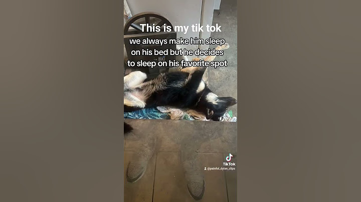 #public #dog #funny