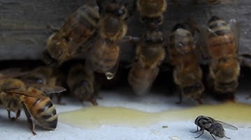 Youtube Project CIS 141